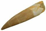 Fossil Plesiosaur (Zarafasaura) Tooth - Morocco #298053-1